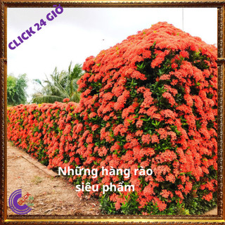 Chậu hoa mẫu đơn đỏ giống hoa trang làm hàng rào công trình 🖱 SHOP PP ONLINE CLICK 24 GIỜ