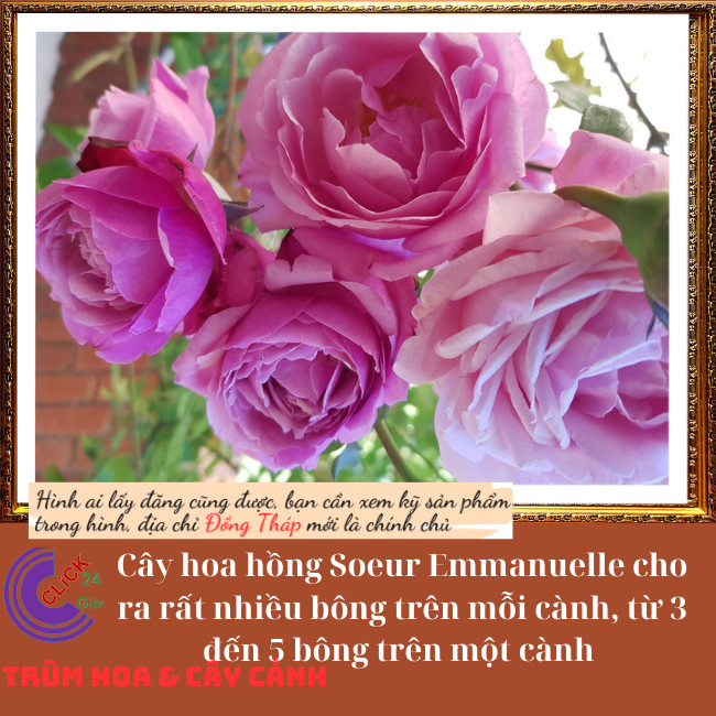 Chậu hoa hồng Soeur Emmanuelle to đẹp️💄TRÙM HOA VÀ CÂY CẢNH