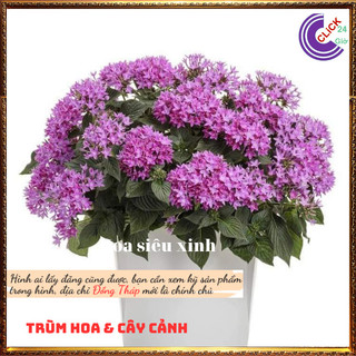Chậu hoa diễm châu tím siêng hoa 💍Hoa Mười Giờ Bonsai & Phụ Kiện