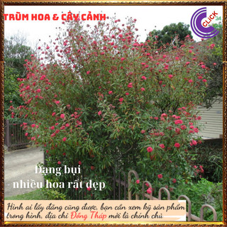 Cây liễu hồng tượng trưng sự tươi mới vui vẻ siêu siêng hoa dễ trồng ⌛ Siêu Thị Hoa Và Cây Giống