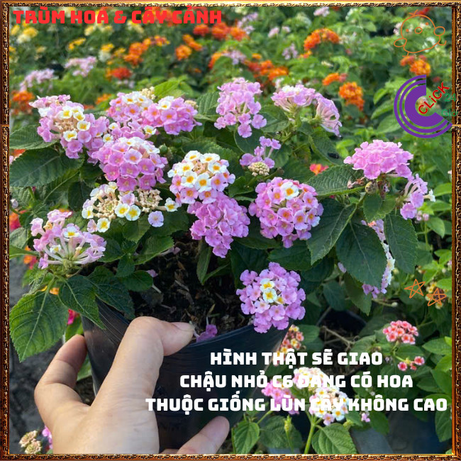 Chậu hoa ngũ sắc HỒNG KEM PATEL bụi lùn màu sáng siêu đẹp và thơm⏳{{store}]