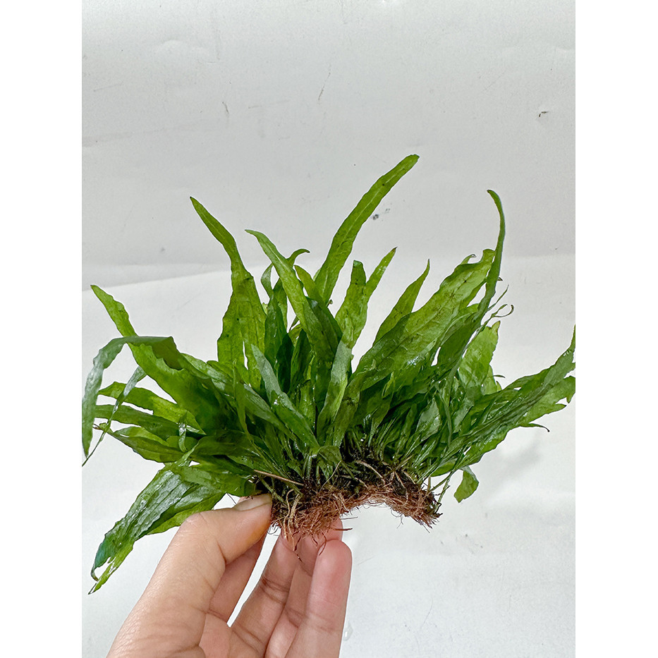 Cây Thủy Sinh Dương Xỉ Lá Hẹp | Cây Thủy Sinh