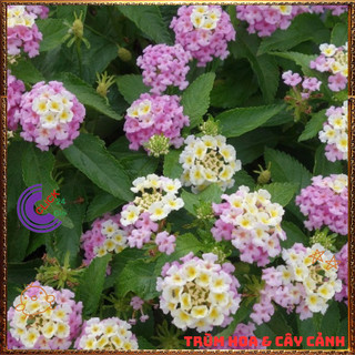 Chậu hoa ngũ sắc HỒNG KEM PASTEL dạng bụi lùn nhẹ nhàng dễ thương️💎Yêu Nhà Yêu Hoa