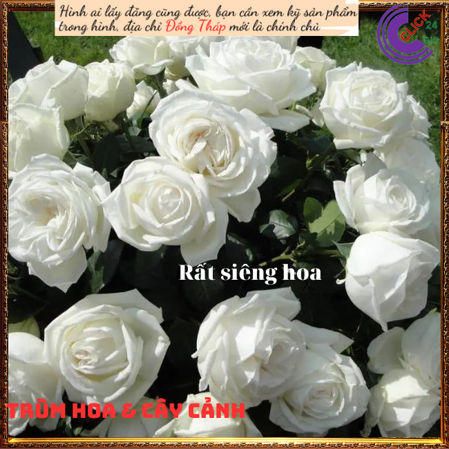 Chậu hoa hồng trắng Pope tinh khiết💍Hoa Mười Giờ Bonsai & Phụ Kiện