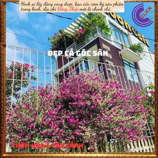 3 Cây tuyết sơn phi hồ hồng lá bạc 🕰Siêu Thị Hoa Và Cây Giống
