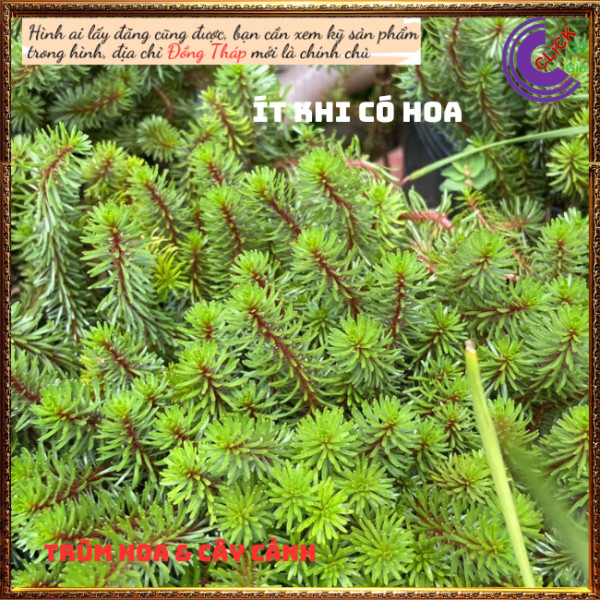 Chậu hoa mười giờ khổng tước trồng nền🍇 Hoa Mười Giờ Bonsai & Phụ Kiện