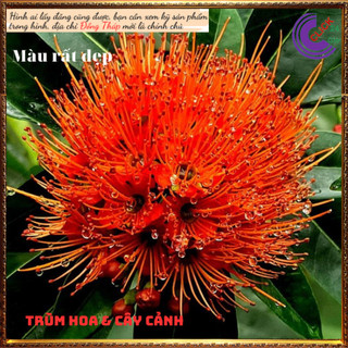 Cây mai thái cam siêu to đẹp rực rỡ ✳️ MiMa market