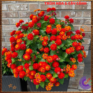 Chậu hoa ngũ sắc ĐỎ RUBY cuốn hút siêu đẹp rất thơm nở quanh năm✳️VƯỜN HOA CỔ TÍCH