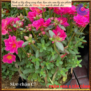 Chậu sam hoa hồng rực rỡ mỗi ngày ⏳SHOP PP ONLINE CLICK 24 GIỜ