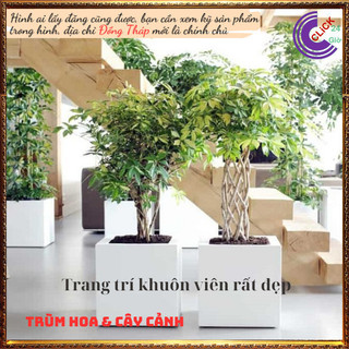 Cây ngũ gia bì cẩm thạch Hút tài lộc và vượng khí đuổi muỗi ⌛ Siêu Thị Hoa Và Cây Giống