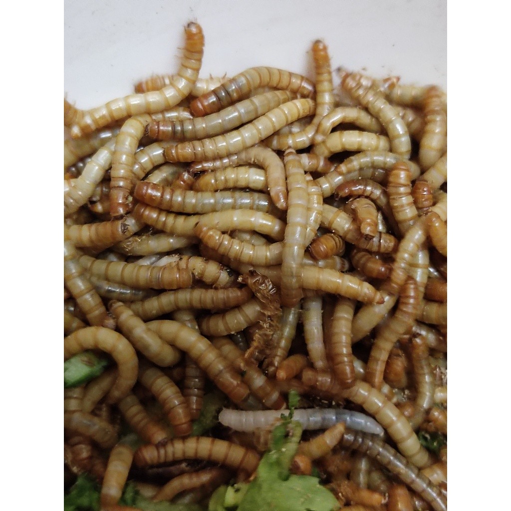 1kg Sâu Mealworm Sấy Khô Thức Ăn Cho Gà Con Sâu Lớn Sấy Cho Chim Con ...