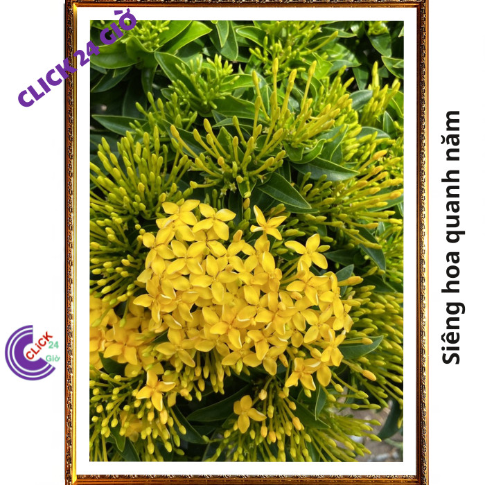Chậu hoa mẫu đơn VÀNG CỐM giống hoa trang lá nhỏ hoa to🔅 MM Market