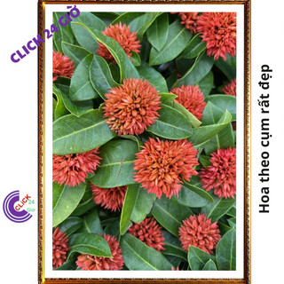 Hoa trang Đỏ baby giống hoa mẫu đơn lạ 🎙 Yêu Nhà Yêu Hoa
