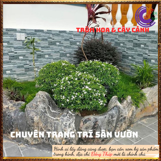 Cây Mai tiểu thư hoa mai chỉ thiên cây trừ tà phong thủy ⏰ Hoa Mười Giờ Bonsai & Phụ Kiện