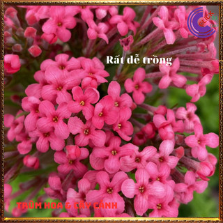 Cây liễu hồng tượng trưng sự tươi mới vui vẻ siêu siêng hoa dễ trồng ️️🥁 MiMa market