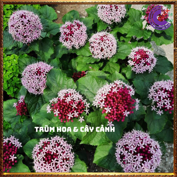 Cây hoa trang thơm hoa hỏa châu rất dễ trồng chịu được nắng nóng⏰ TRÙM HOA VÀ CÂY CẢNH