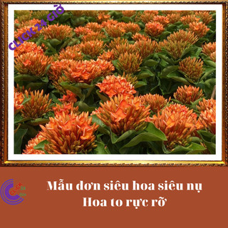 Chậu hoa mẫu đơn cam giống hoa trang lá to hoa to💻 Siêu Thị Hoa