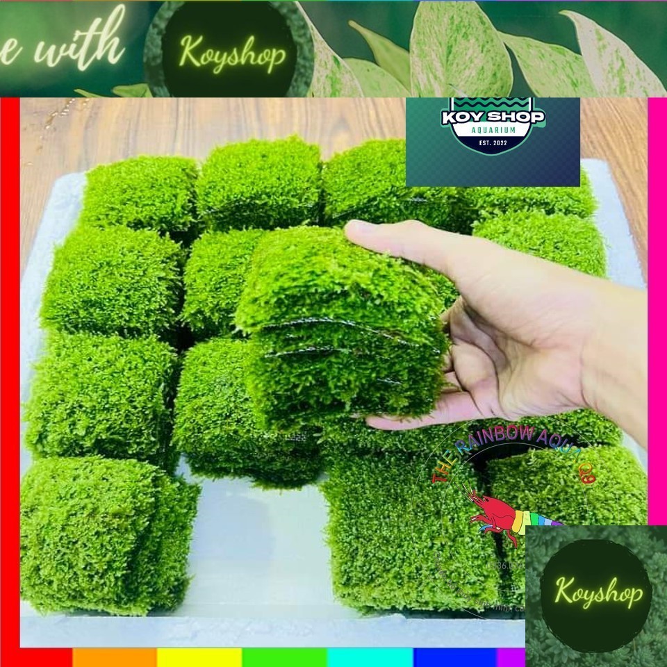 Rêu Mini Taiwan hàng đẹp, rêu xanh, dày | 1 Vỉ (10x10) cây thật thuần ...