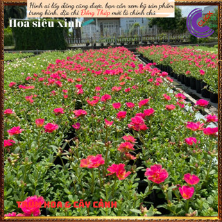 Chậu sam hoa hồng rực rỡ mỗi ngày ⏳SHOP PP ONLINE CLICK 24 GIỜ