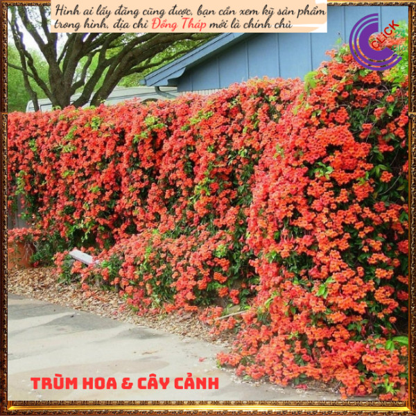 Dây leo hoa đăng tiêu cam dài 60cm 💍Hoa Mười Giờ Bonsai & Phụ Kiện