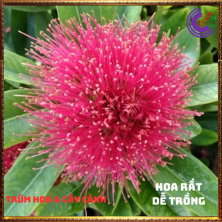 Cây mai thái hồng hoa tonở quanh năm⏰ Yêu Nhà Yêu Hoa