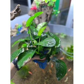 Trầu Bà 1 Thân Cây Thủy Sinh - Đẹp Dễ Sống cho hồ thuỷ sinh