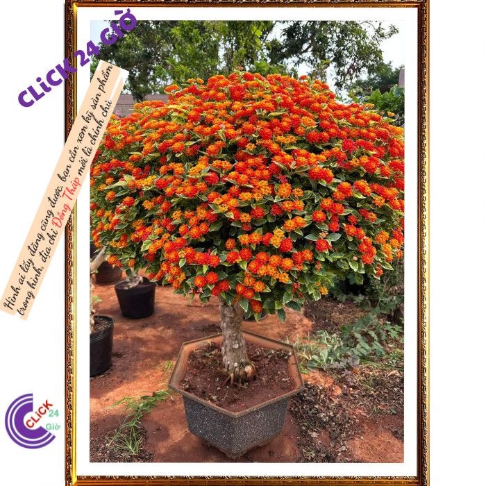 Chậu hoa ngũ sắc cam chảnh hoa trâm ổi️️🥁Hoa Mười Giờ Bonsai & Phụ Kiện