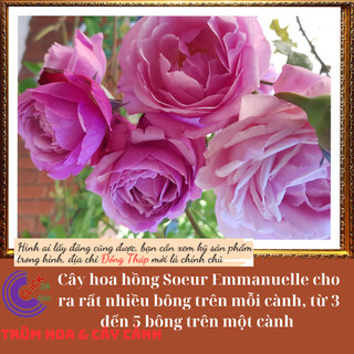 Chậu hoa hồng Soeur Emmanuelle to đẹp️🔖Siêu Thị Hoa