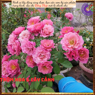 Chậu hoa hồng Aoi Nhật hoa chùm đẹp✳️MiMa market