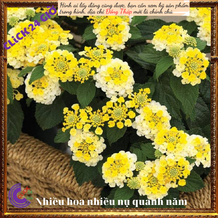 Chậu hoa ngũ sắc vàngngọc hoa trâm ổi💍Hoa Mười Giờ Bonsai & Phụ Kiện