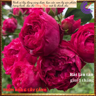 Chậu hoa hồng leo Red Eden siêuthơm ️🔖Siêu Thị Hoa