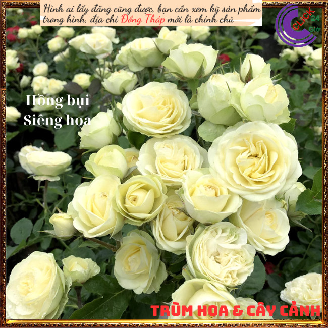 Chậu hoa hồng xanh bơ Creamy Eden 💍Hoa Mười Giờ Bonsai & Phụ Kiện