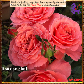 Chậu hoa hồng Laurent cam hồng to đẹp⏰Yêu Nhà Yêu Hoa