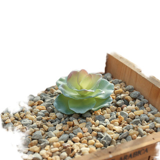 Đầu hoa cây mọng nước Cây xanh