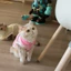 Quần Áo Cho Chó Mèo Mùa Hè Mỏng Chống Rơi Áo Vest Thoáng Khí Ve Áo Thú Cưng Tương Phản Áo Sơ Mi Polo