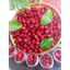 COMBO 5 HỘP Siro hoa Atiso đỏ( kèm mứt hoa astiso) đậm đặc nguyên chất nhà làm.(mỗi hộp 550g)