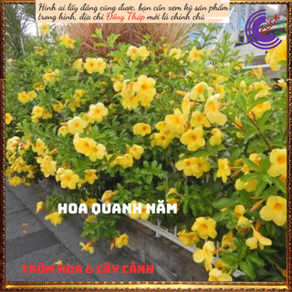 Cây hoa Huỳnh anh Vàng Quỳnh Anh lớn 💍Hoa Mười Giờ Bonsai & Phụ Kiện