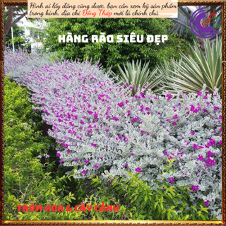 3 Cây tuyết sơn phi hồ hồng lá bạc ⏳SHOP PP ONLINE CLICK 24 GIỜ