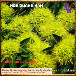 Cây mai thái vàng hoa to đẹp lạ mắt️🔖 Siêu Thị Hoa