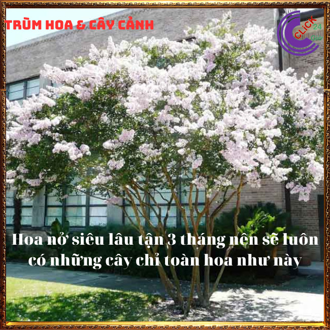 Cây tường vi trắng lá xanh tinh khôi siêu hoa hoa to nở lâu 3 tháng ⏰ Hoa Mười Giờ Bonsai & Phụ Kiện