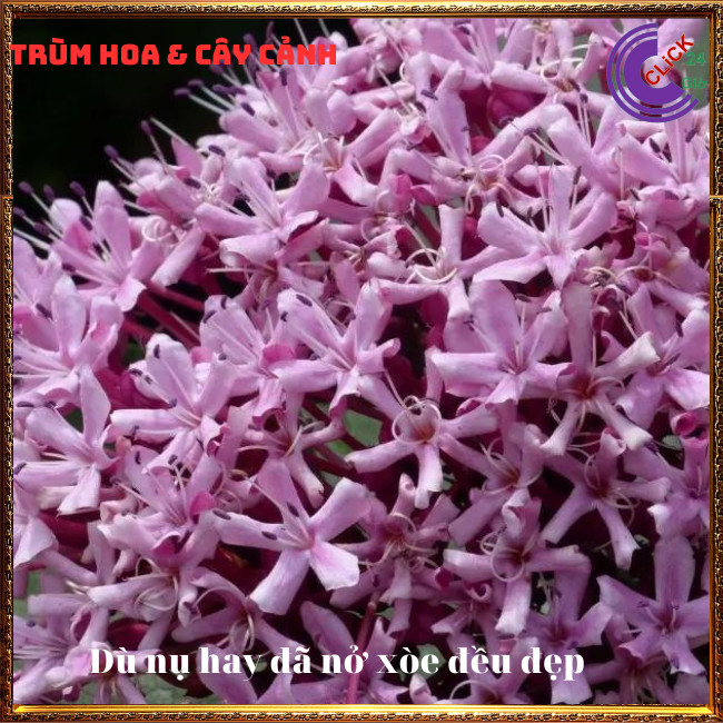 Cây hoa trang thơm hoa hỏa châu rất dễ trồng chịu được nắng nóng⏰ TRÙM HOA VÀ CÂY CẢNH