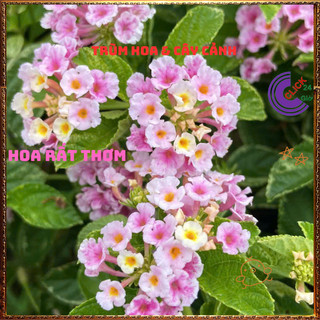 Chậu hoa ngũ sắc HỒNG PHA LÊ LÁ CẨM THẠCH tuyệt đẹp thơm ngát️💎Yêu Nhà Yêu Hoa