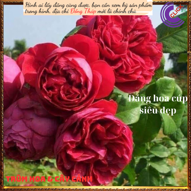 Chậu hoa hồng leo Red Eden siêuthơm 💍Hoa Mười Giờ Bonsai & Phụ Kiện
