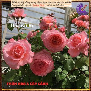 Chậu hoa hồng Laurent cam hồng to đẹp⏰Yêu Nhà Yêu Hoa