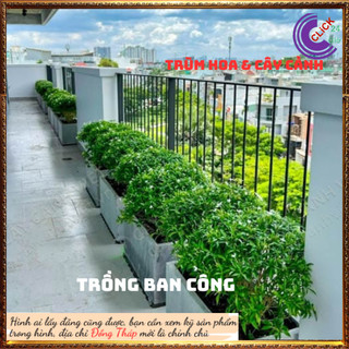 Cây Mai tiểu thư hoa mai chỉ thiên cây trừ tà phong thủy ⏰ Hoa Mười Giờ Bonsai & Phụ Kiện