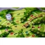 Boardgame Applejack Trò Chơi Thu Hoạch Vườn Táo Chính Hãng Nội Địa Trung Tigar