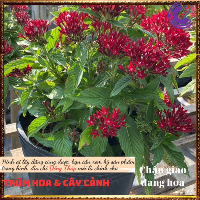 Chậu hoa diễm châu đỏ may mắn 💍Hoa Mười Giờ Bonsai & Phụ Kiện