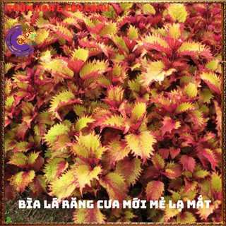 Cây lá gấm VÀNG NÂU BÌA RĂNG tía tô cảnh màu lạ đẹp mắt rất dễ trồng⌛VƯỜN HOA CỔ TÍCH