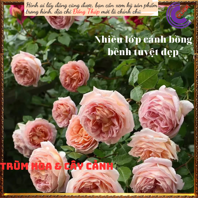 Chậu hoa hồng leo mơ Abraham Darby 💍