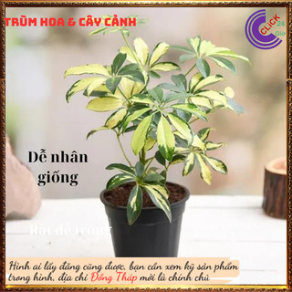Cây xuyên gia bì cẩm thạch đẹp và mang đến sự may mắn, thịnh vượng ️💄 Siêu Thị Hoa
